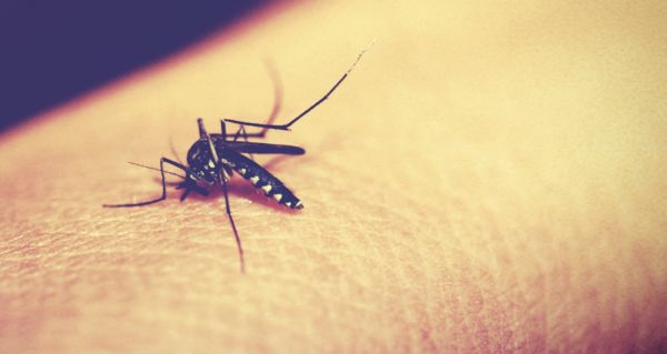 Say Goodbye To Mosquito Bites (It’s Genius)