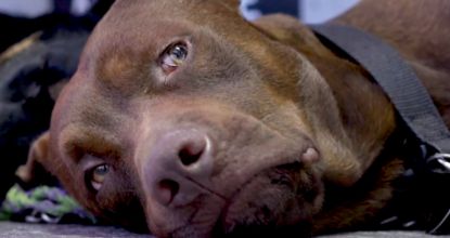 3 Toxic Foods For Dogs: The One Meat You Should Never Feed Your Dog