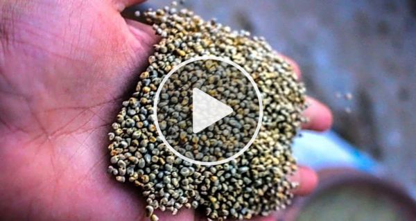 Diabetes Can Disappear In 4 Days, Sugar Can Drop To 3.9