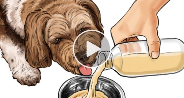 3 Toxic Foods For Dogs: The One Meat You Should Never Feed Your Dog